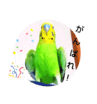 かわいんこちゃん（個別スタンプ：8）