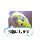 かわいんこちゃん（個別スタンプ：16）