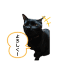 動物だらけ（個別スタンプ：2）