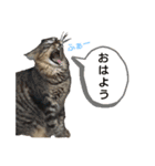 動物だらけ（個別スタンプ：7）