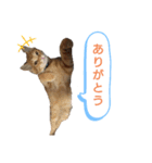 動物だらけ（個別スタンプ：8）