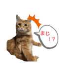 動物だらけ（個別スタンプ：9）