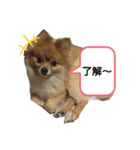 動物だらけ（個別スタンプ：10）
