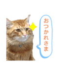 動物だらけ（個別スタンプ：12）