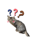 動物だらけ（個別スタンプ：13）