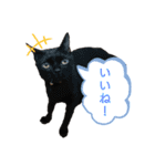 動物だらけ（個別スタンプ：14）