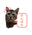 動物だらけ（個別スタンプ：15）