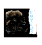 家のアイドル ライム（個別スタンプ：3）