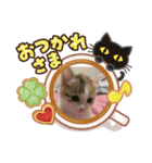 みぃちゃん12210301（個別スタンプ：1）