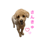 ぷー太（個別スタンプ：4）