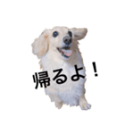 ダックスジョンさん（個別スタンプ：1）