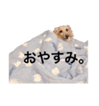 ダックスジョンさん（個別スタンプ：4）