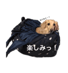 ダックスジョンさん（個別スタンプ：6）