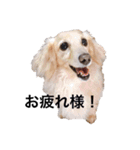 ダックスジョンさん（個別スタンプ：14）