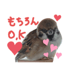 kichi to pi（個別スタンプ：1）