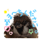 kichi to pi（個別スタンプ：3）