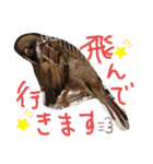 kichi to pi（個別スタンプ：4）