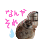 kichi to pi（個別スタンプ：12）