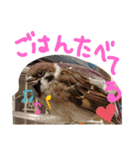 kichi to pi（個別スタンプ：14）