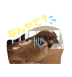 kichi to pi（個別スタンプ：15）