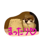 kichi to pi（個別スタンプ：22）