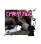 にゃーた参（個別スタンプ：1）