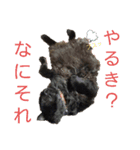 にゃーた参（個別スタンプ：2）