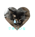 にゃーた参（個別スタンプ：4）