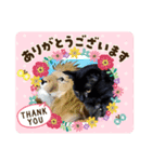 にゃーた参（個別スタンプ：6）