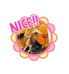 にゃーた参（個別スタンプ：8）
