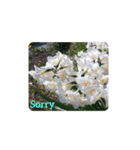 花花メッセージ（個別スタンプ：4）