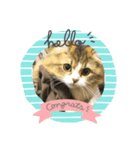 かわいい  癒し猫（個別スタンプ：1）