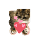 かわいい  癒し猫（個別スタンプ：2）