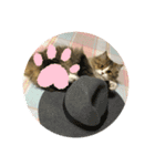 かわいい  癒し猫（個別スタンプ：3）