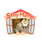 かわいい  癒し猫（個別スタンプ：4）