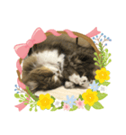 かわいい  癒し猫（個別スタンプ：6）
