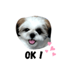 シーズースタンプShih Tzu（個別スタンプ：2）
