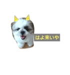 シーズースタンプShih Tzu（個別スタンプ：3）