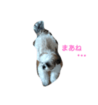 シーズースタンプShih Tzu（個別スタンプ：4）