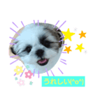 シーズースタンプShih Tzu（個別スタンプ：5）