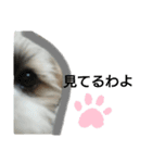 シーズースタンプShih Tzu（個別スタンプ：6）