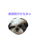 シーズースタンプShih Tzu（個別スタンプ：7）