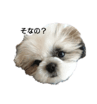シーズースタンプShih Tzu（個別スタンプ：8）