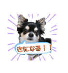 かわいいほんわかわんちゃんスタンプ（個別スタンプ：3）