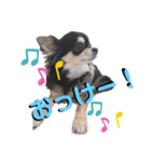 かわいいほんわかわんちゃんスタンプ（個別スタンプ：10）