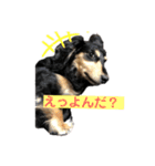 私の愛犬スタンプ(ダックス)（個別スタンプ：1）