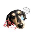 私の愛犬スタンプ(ダックス)（個別スタンプ：3）