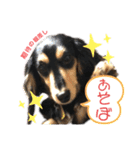 私の愛犬スタンプ(ダックス)（個別スタンプ：4）