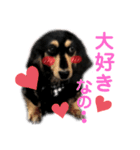 私の愛犬スタンプ(ダックス)（個別スタンプ：5）