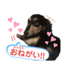 私の愛犬スタンプ(ダックス)（個別スタンプ：6）